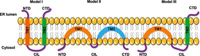 Positive Regulation of the Antiviral Activity of Interferon-Induced Transmembrane Protein 3 by S-Palmitoylation